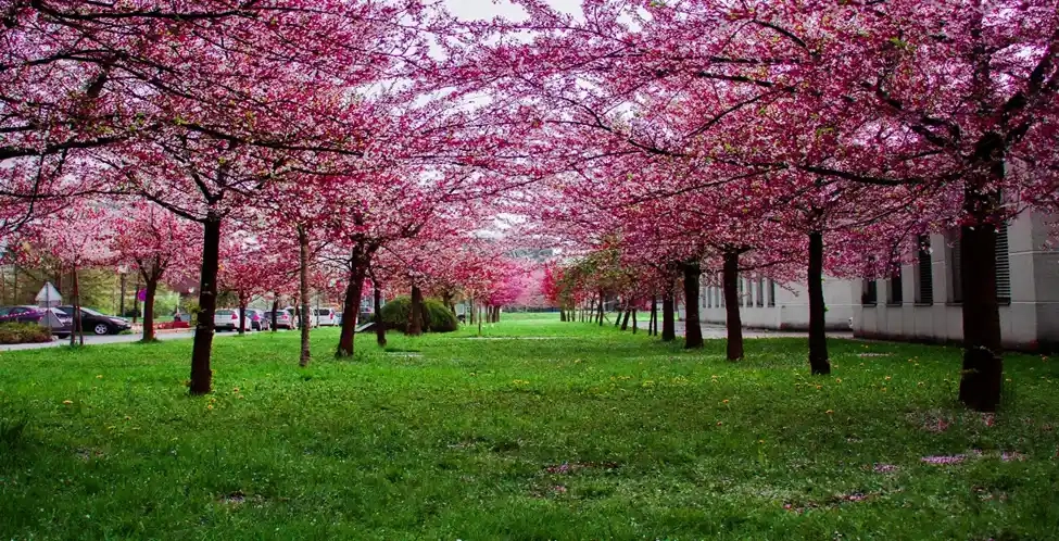 Vancouver cherry blossoms 2024 - A complete Guide.jpg