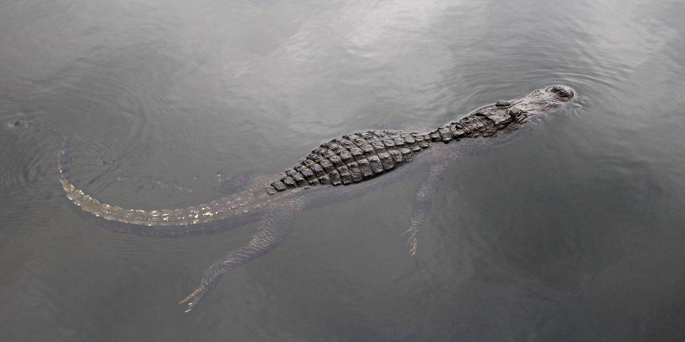 https://res.cloudinary.com/see-sight-tours/image/upload/v1674141882/strapi/7_Gator_a6119b4e43.jpg